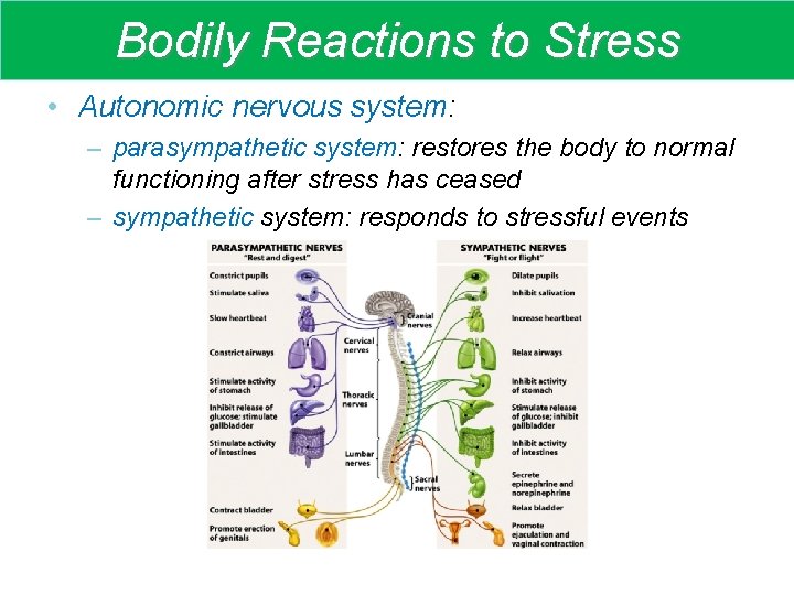Bodily Reactions to Stress • Autonomic nervous system: – parasympathetic system: restores the body