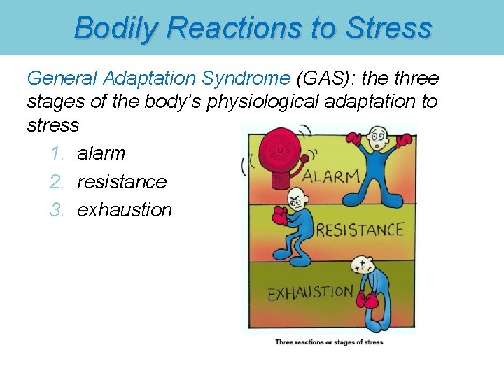 Bodily Reactions to Stress General Adaptation Syndrome (GAS): the three stages of the body’s