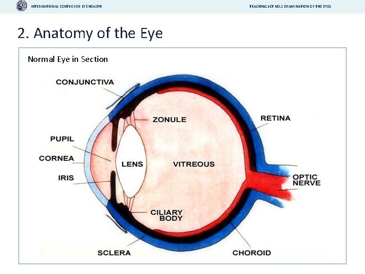 INTERNATIONAL CENTRE FOR EYE HEALTH 2. Anatomy of the Eye Normal Eye in Section
