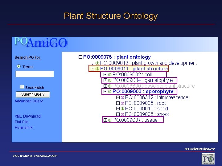 Plant Structure Ontology www. plantontology. org POC Workshop, Plant Biology 2004 