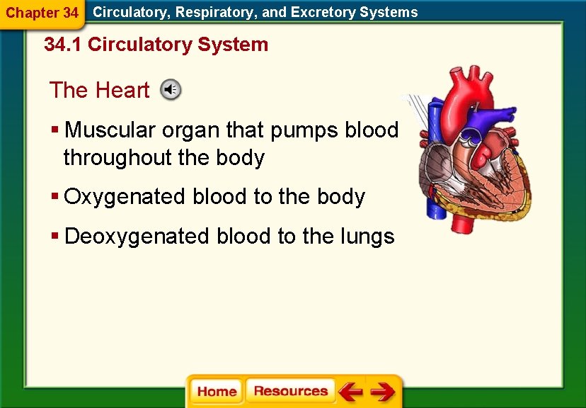 Chapter 34 Circulatory, Respiratory, and Excretory Systems 34. 1 Circulatory System The Heart §