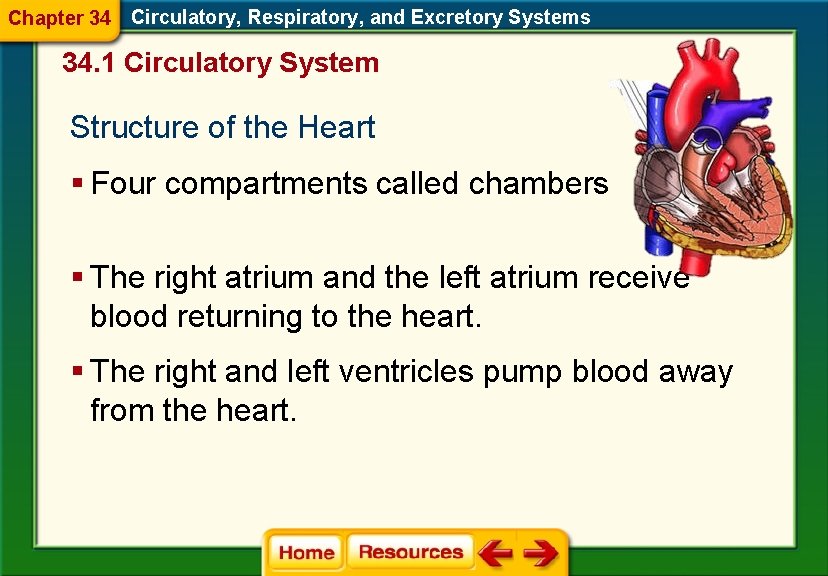 Chapter 34 Circulatory, Respiratory, and Excretory Systems 34. 1 Circulatory System Structure of the