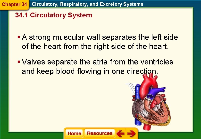 Chapter 34 Circulatory, Respiratory, and Excretory Systems 34. 1 Circulatory System § A strong