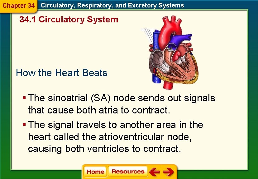 Chapter 34 Circulatory, Respiratory, and Excretory Systems 34. 1 Circulatory System How the Heart