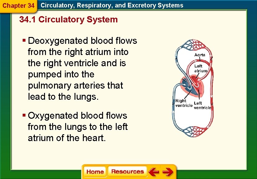 Chapter 34 Circulatory, Respiratory, and Excretory Systems 34. 1 Circulatory System § Deoxygenated blood