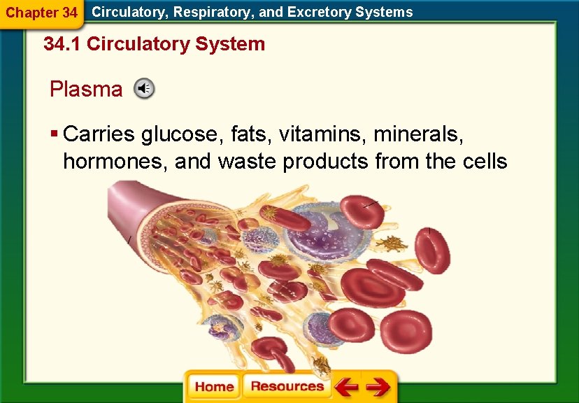 Chapter 34 Circulatory, Respiratory, and Excretory Systems 34. 1 Circulatory System Plasma § Carries