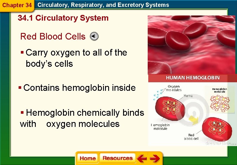 Chapter 34 Circulatory, Respiratory, and Excretory Systems 34. 1 Circulatory System Red Blood Cells