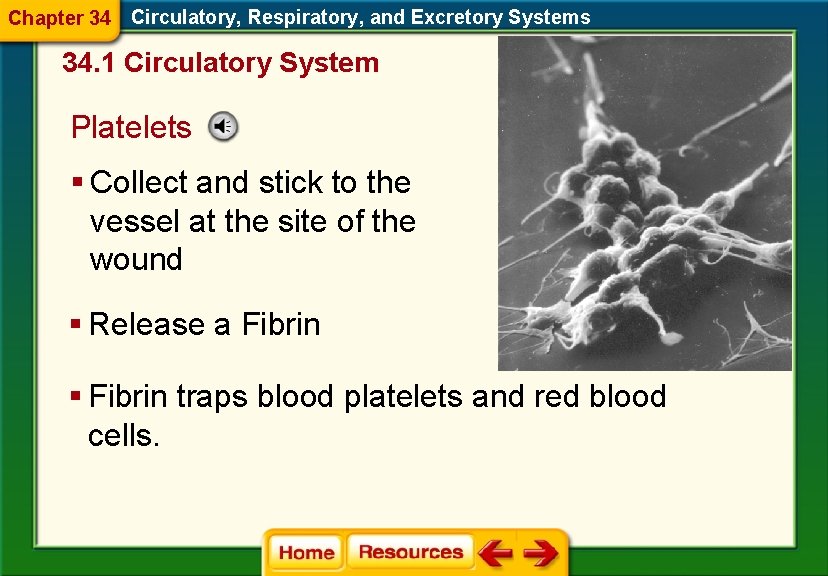 Chapter 34 Circulatory, Respiratory, and Excretory Systems 34. 1 Circulatory System Platelets § Collect