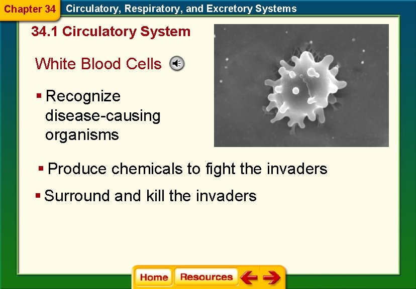 Chapter 34 Circulatory, Respiratory, and Excretory Systems 34. 1 Circulatory System White Blood Cells