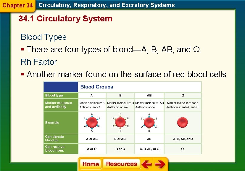 Chapter 34 Circulatory, Respiratory, and Excretory Systems 34. 1 Circulatory System Blood Types §