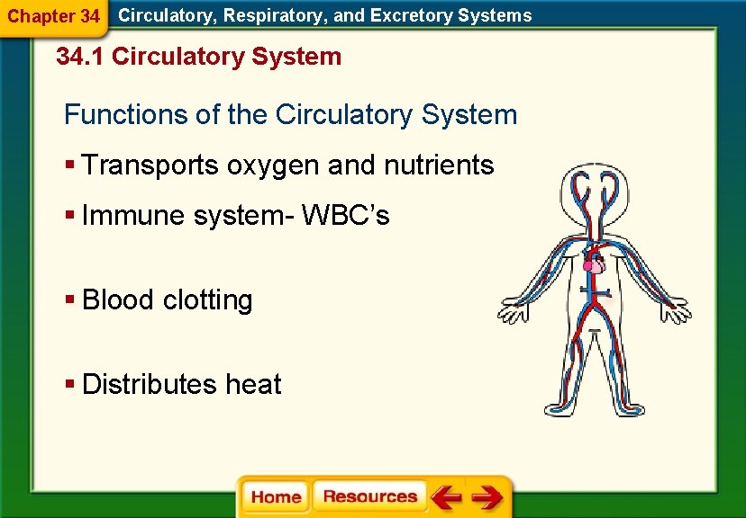 Chapter 34 Circulatory, Respiratory, and Excretory Systems 34. 1 Circulatory System Functions of the