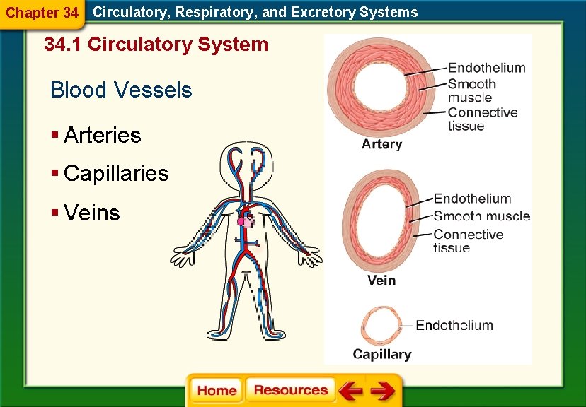 Chapter 34 Circulatory, Respiratory, and Excretory Systems 34. 1 Circulatory System Blood Vessels §