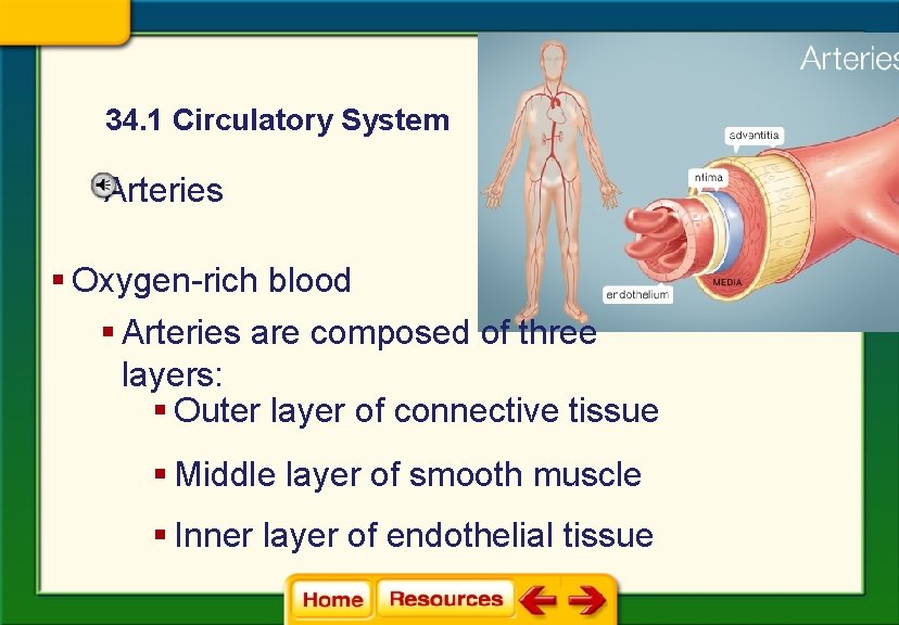 34. 1 Circulatory System Arteries § Oxygen-rich blood § Arteries are composed of three