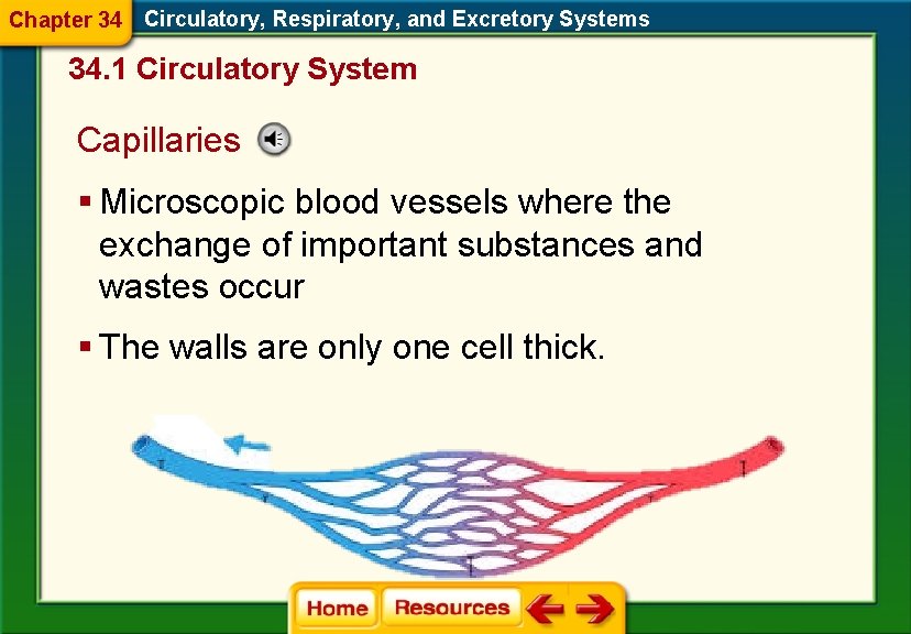 Chapter 34 Circulatory, Respiratory, and Excretory Systems 34. 1 Circulatory System Capillaries § Microscopic