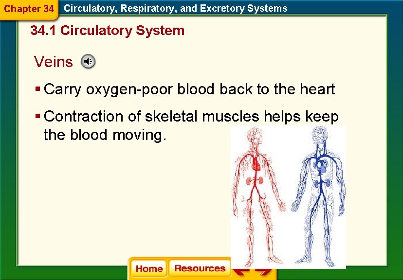 Chapter 34 Circulatory, Respiratory, and Excretory Systems 34. 1 Circulatory System Veins § Carry