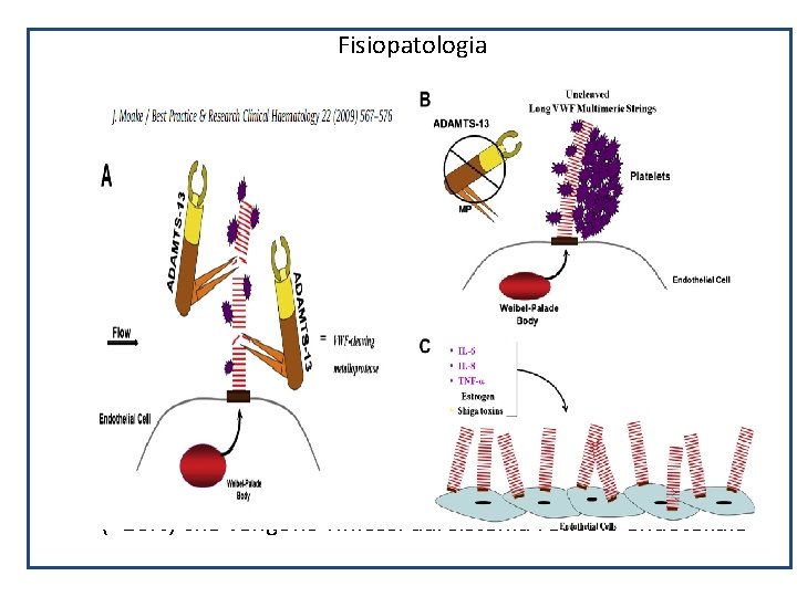 Fisiopatologia - Metalloproteinasi ADAMTS 13 cliva UL-VWF impedendo aggregazione piastrinica massiva - UL-VWF sintetizzati