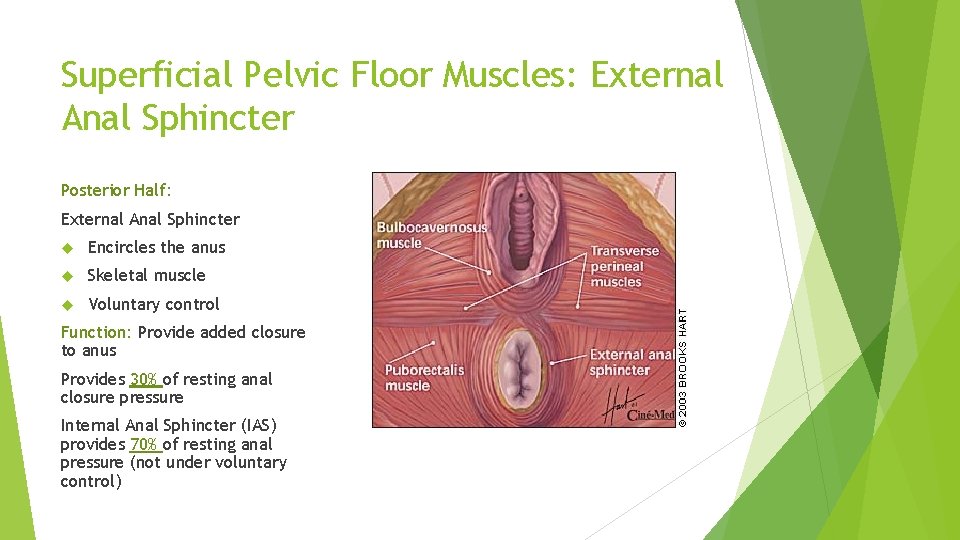 Superficial Pelvic Floor Muscles: External Anal Sphincter Posterior Half: External Anal Sphincter Encircles the Superficial Pelvic Floor Muscles: External Anal Sphincter Posterior Half: External Anal Sphincter Encircles the
