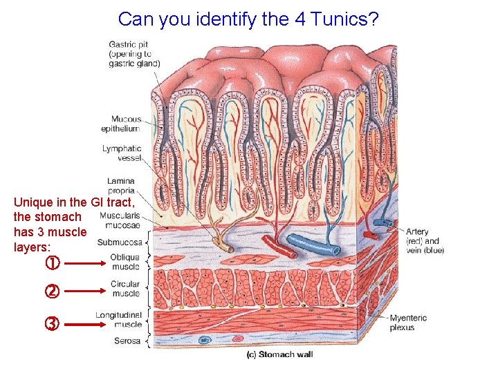 Can you identify the 4 Tunics? Unique in the GI tract, the stomach has