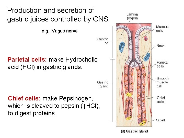 Production and secretion of gastric juices controlled by CNS. e. g. , Vagus nerve