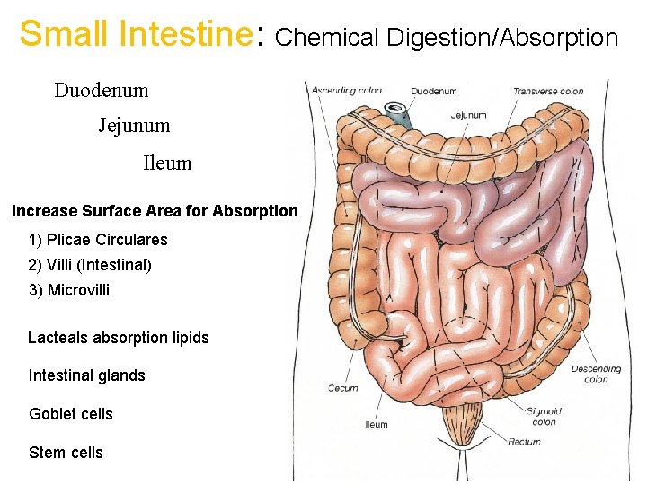 Small Intestine: Chemical Digestion/Absorption Duodenum Jejunum Ileum Increase Surface Area for Absorption 1) Plicae