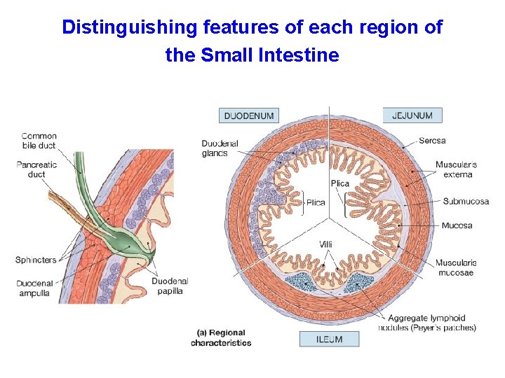 Distinguishing features of each region of the Small Intestine 