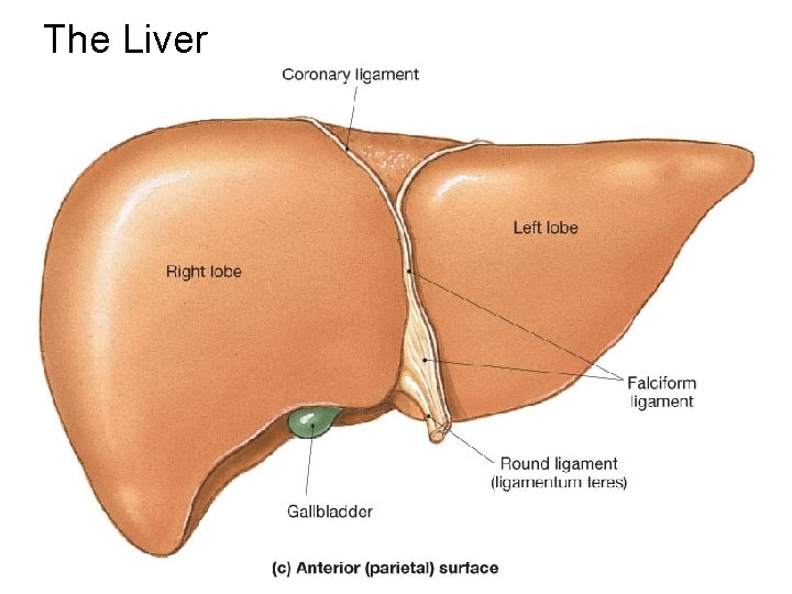 The Liver 