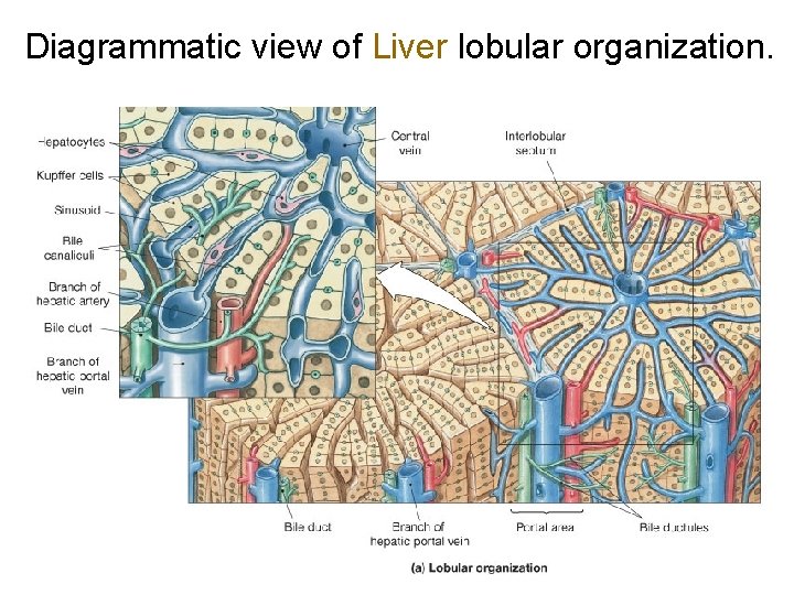 Diagrammatic view of Liver lobular organization. 