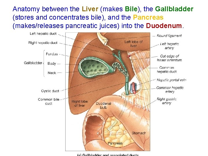 Anatomy between the Liver (makes Bile), the Gallbladder (stores and concentrates bile), and the