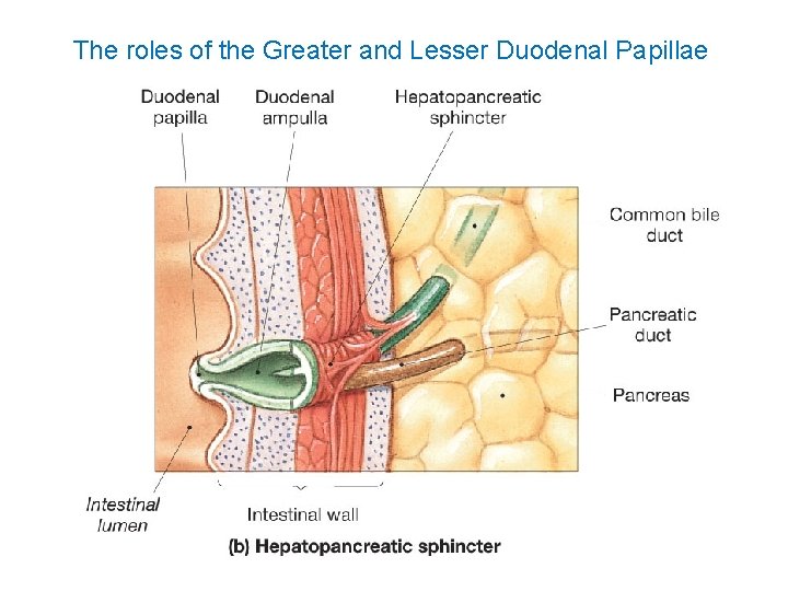 The roles of the Greater and Lesser Duodenal Papillae 