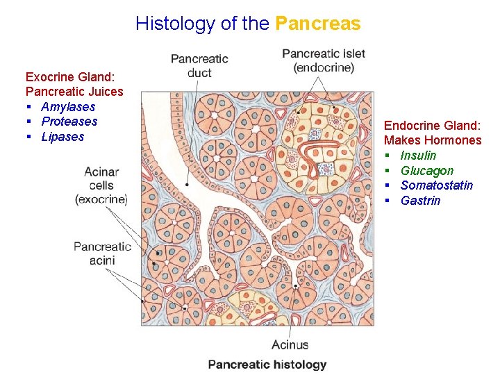 Histology of the Pancreas Exocrine Gland: Pancreatic Juices § Amylases § Proteases § Lipases