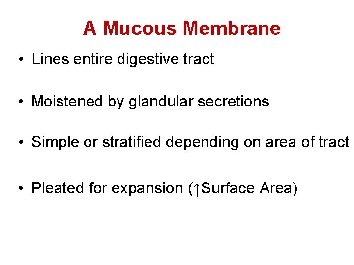 A Mucous Membrane • Lines entire digestive tract • Moistened by glandular secretions •