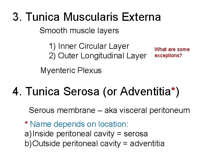 3. Tunica Muscularis Externa Smooth muscle layers 1) Inner Circular Layer 2) Outer Longitudinal