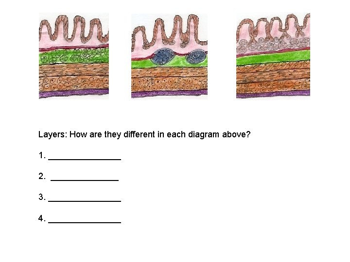 Layers: How are they different in each diagram above? 1. ________ 2. _______ 3.