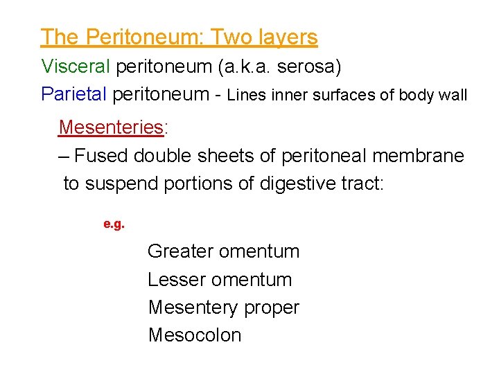 The Peritoneum: Two layers Visceral peritoneum (a. k. a. serosa) Parietal peritoneum - Lines