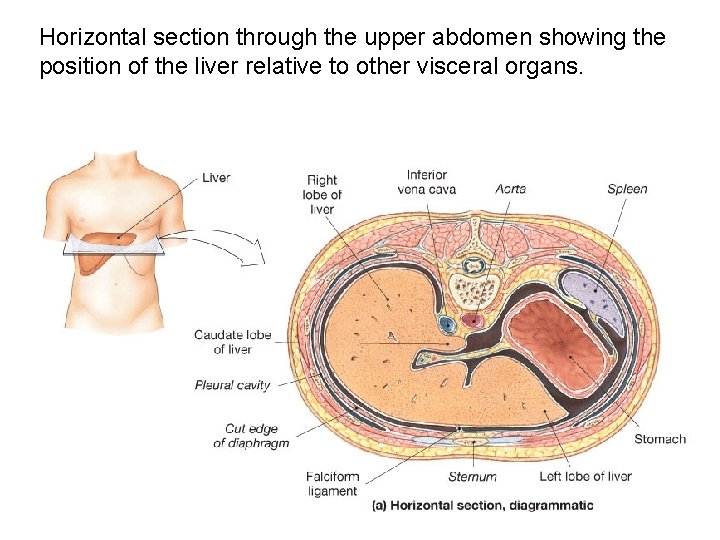 Horizontal section through the upper abdomen showing the position of the liver relative to