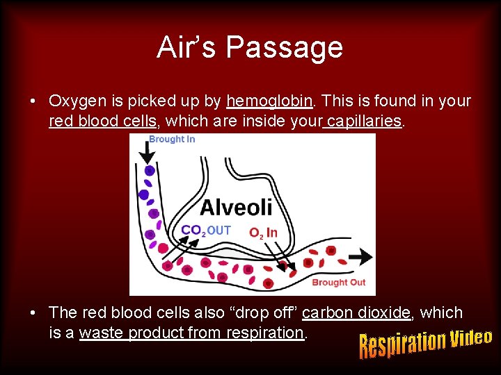 The Respiratory System What is Respiration Respiration is