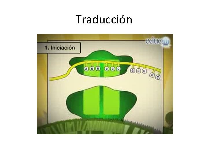 Traducción 