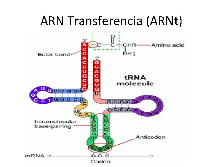 ARN Transferencia (ARNt) 