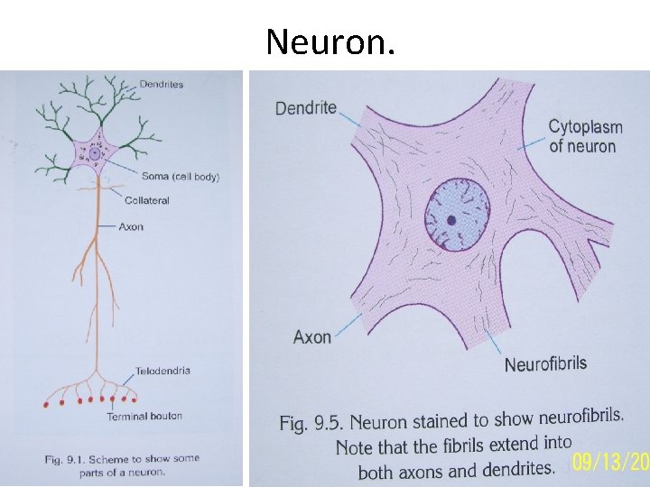 Neuron. 