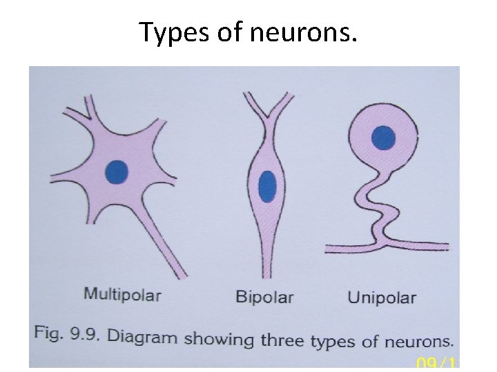 Types of neurons. 