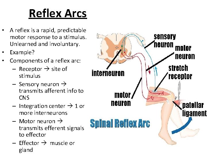 Reflex Arcs • A reflex is a rapid, predictable motor response to a stimulus.