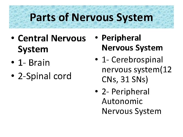 Parts of Nervous System • Central Nervous • Peripheral Nervous System • 1 -