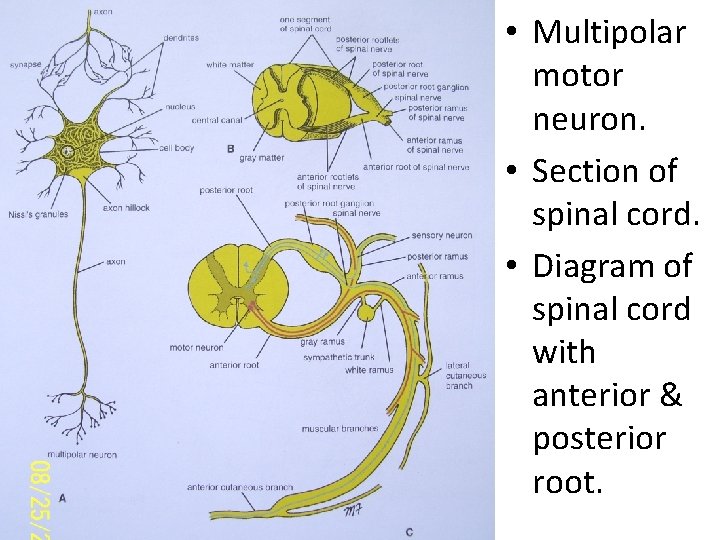  • Multipolar motor neuron. • Section of spinal cord. • Diagram of spinal