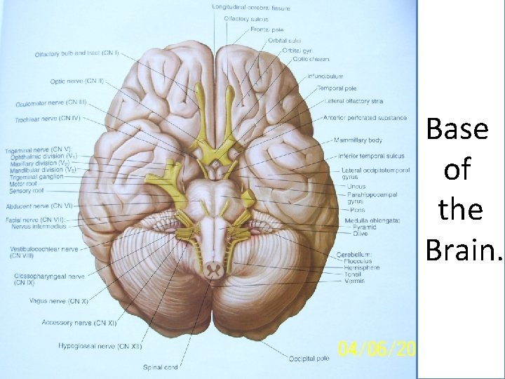 Base of the Brain. 