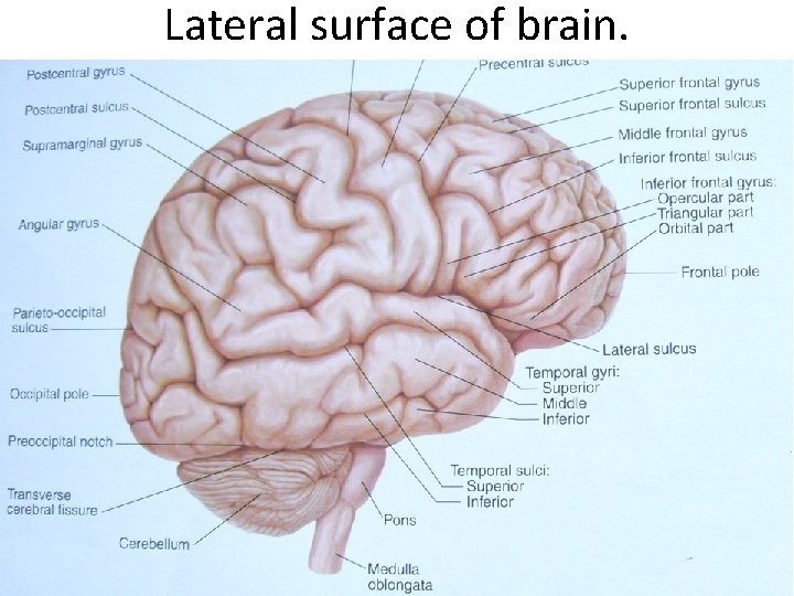 Lateral surface of brain. 