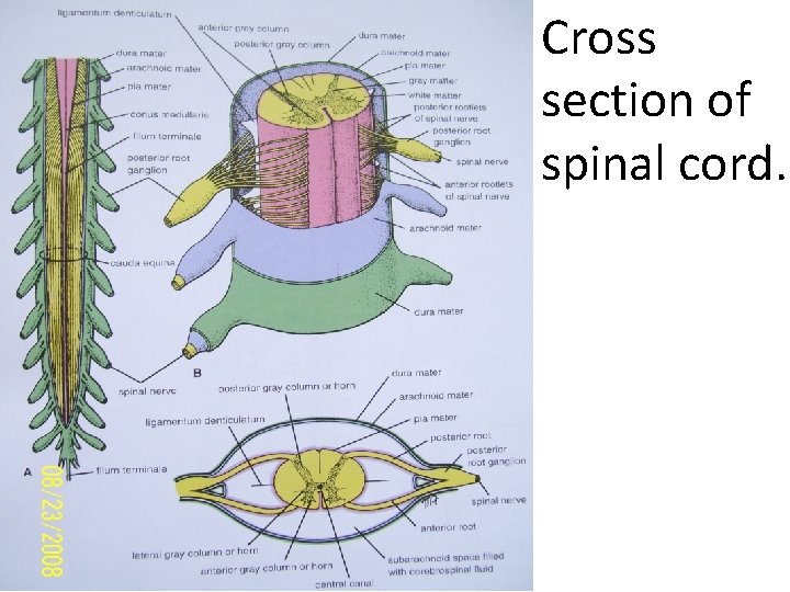 Cross section of spinal cord. 