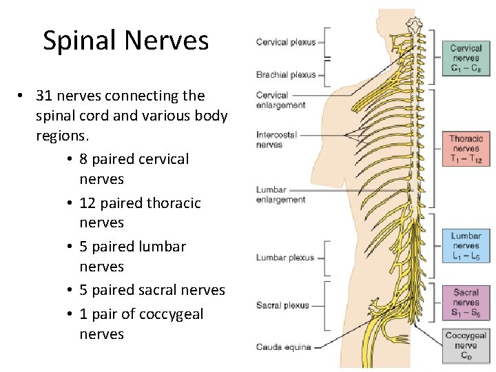 Spinal Nerves • 31 nerves connecting the spinal cord and various body regions. •