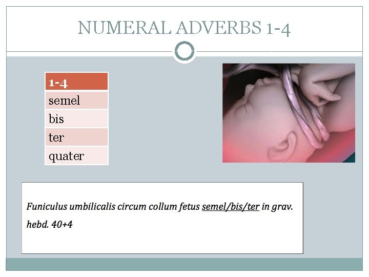 NUMERAL ADVERBS 1 -4 semel bis ter quater NUMERAL ADVERBS 1 -4 semel bis ter quater