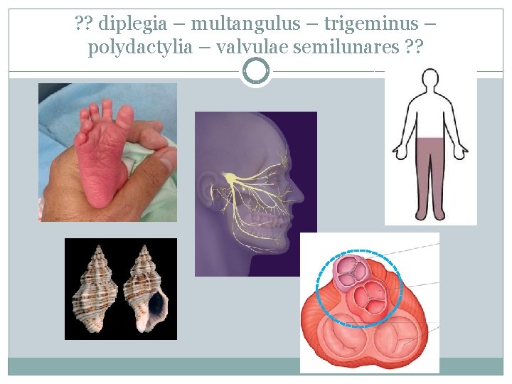 ? ? diplegia – multangulus – trigeminus – polydactylia – valvulae semilunares ? ? ? ? diplegia – multangulus – trigeminus – polydactylia – valvulae semilunares ? ?