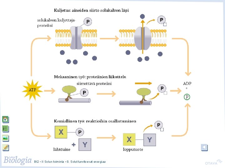 BI 2 • II Solun toiminta • 8. Solut tarvitsevat energiaa 
